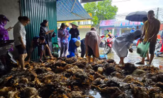 Cả trăm người đến hỗ trợ, 'giải cứu' chủ trang trại có 9.000 con gà chết ngạt