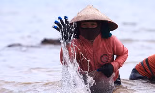 Ngụp lặn với sóng nước, kiếm nửa triệu mỗi ngày từ rong biển