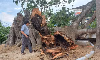 Cây đa di tích lịch sử hơn 300 tuổi bị gãy đổ