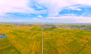 Rực rỡ sắc màu trên cánh đồng mùa lúa chín 