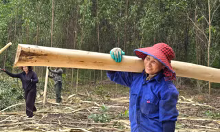 Nhiều phụ nữ gia nhập đội bóc vỏ keo thuê để kiếm tiền