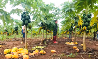 Vụ 'bùng hàng' nghìn tấn đu đủ: Công ty Nafoods chuyển gần 3 tỷ đồng 