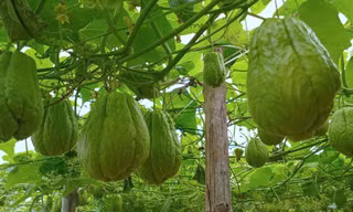 Su su 'rớt giá' thê thảm