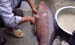 Uống mật cá trắm, 2 người nguy kịch