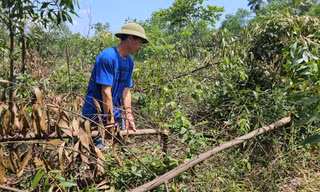 Công an vào cuộc điều tra vụ rừng keo 3000 cây của lão nông nghi bị chặt phá