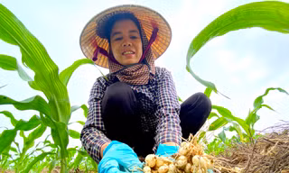 Hành tăm rớt giá từng ngày, người dân ở vựa hành lớn nhất tỉnh lo thất thu