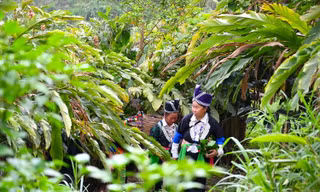 Người 'đi đầu dẫn lối' đưa củ gừng của bà con dân bản ra thế giới
