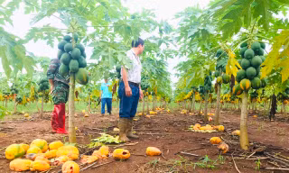 Thông tin mới vụ doanh nghiệp 'bùng hàng' nghìn tấn đu đủ 