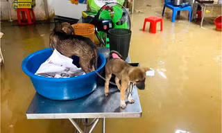Mưa lớn, nước dâng ngập đường khiến hàng trăm hộ dân bị chia cắt