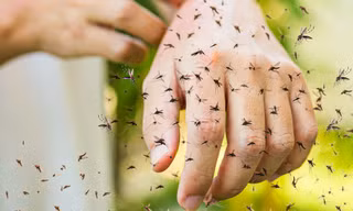 Những cách phòng tránh muỗi đốt không phải ai cũng biết