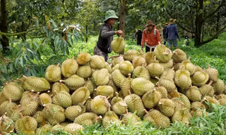 Vấn đề phân bón DAP Hàn Quốc được cảnh báo vượt dư lượng Cadimi từ 2023 nhưng Cục BVTV kiểm tra, không công bố kết quả