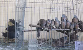 Sinh viên tử vong vì cúm gia cầm A/H5N1 từng đi bẫy chim hoang dã
