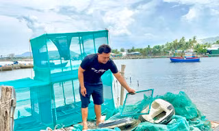 Dân nuôi tôm hùm khốn đốn vì bị ‘nợ dây chuyền’