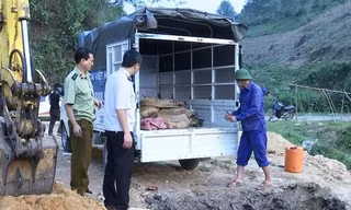 Liên tiếp phát hiện hàng loạt vụ cá tầm nhập lậu từ Trung Quốc vào Việt Nam