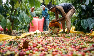 Giá cà phê tăng cao kỷ lục, châu Âu chỉ trông chờ vào Việt Nam