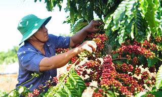 Giá cà phê cao kỷ lục, vì sao nông dân hụt hẫng? 