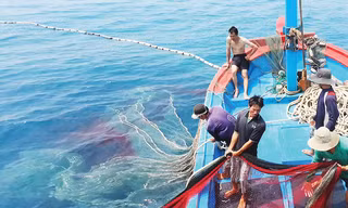 Sau thị sát, EC khuyến cáo gì để gỡ 'thẻ vàng' thủy sản Việt Nam?