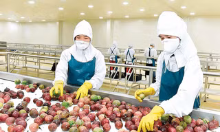 Xuất khẩu rau quả Việt tăng mạnh, có loại sắp vào ‘câu lạc bộ’ tỷ USD 