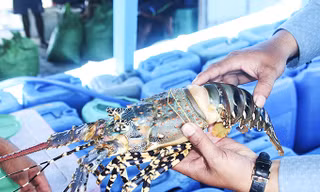 Lý do tôm hùm bông ở Khánh Hòa chết hàng loạt
