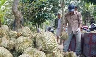 Câu trả lời liên quan sầu riêng nhiễm cadimi rất có vấn đề?