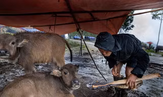 Người dân Sapa thắp lửa sưởi ấm cho nghé
