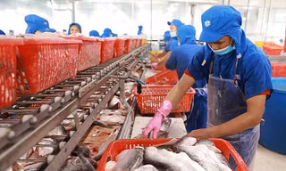 Anh, Brazil bất ngờ chi đậm nhập khẩu cá tra Việt Nam