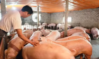 Cám cảnh hơn 2 triệu hộ chăn nuôi 'treo' chuồng trước 'bão' giá 