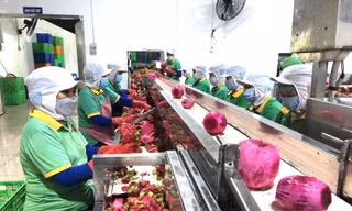 Chuẩn bị lô nông sản xuất khẩu đầu tiên trong năm mới, nhiều DN làm việc xuyên Tết