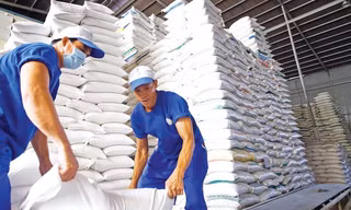 Lý do giá gạo xuất khẩu Việt Nam đột ngột giảm mạnh