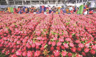 Sầu riêng, thanh long Việt xuất Trung Quốc tăng giá gấp 3 lần 