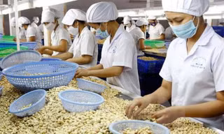 Nhập khẩu điều tăng vọt lên 2,6 tỷ USD, có gì bất thường?