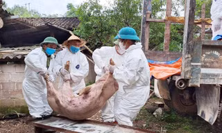 Nguy cơ dịch tả lợn châu Phi bùng phát mạnh tại 26 địa phương
