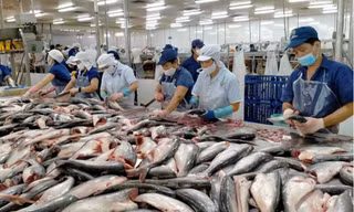 Vì sao xuất khẩu cá tra sang EU “làm 7 tháng tiền nhiều bằng cả năm”?