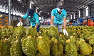 Vì sao Trung Quốc cảnh báo 30 lô sầu riêng của Việt Nam?