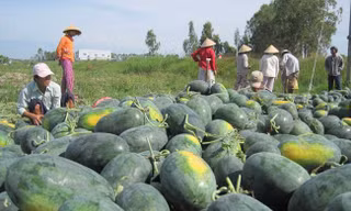  Sắp hết cảnh lo rủi ro xuất khẩu dưa hấu 