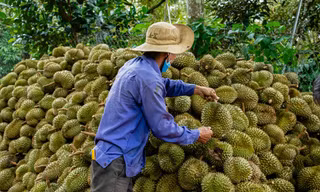 Vì sao chưa công bố nguyên nhân 30 lô sầu riêng nhiễm Cadimi?