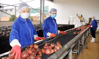 9 mặt hàng nông sản xuất khẩu đã vượt mốc 1 tỷ USD