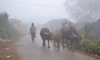 Sắp lạnh giá, băng tuyết, người dân đồng loạt đưa trâu đi tránh rét