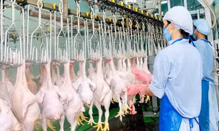 Thịt, trứng trong nước dư thừa, Việt Nam vẫn ồ ạt nhập thực phẩm ngoại