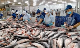 Dự báo lập kỷ lục xuất khẩu thuỷ sản trong quý 2