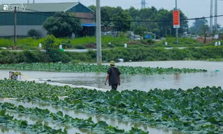 Yêu cầu các địa phương cấp tốc thu hoạch hoa màu trước khi bão số 8 đổ bộ