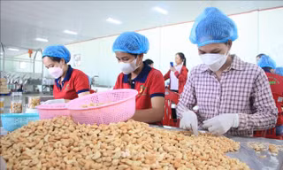 Doanh nghiệp ngành điều ‘đứng ngồi không yên’ vì đối tác bẻ kèo
