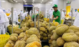 Khuyến cáo người dân, doanh nghiệp không chạy theo 'cơn sốt' sầu riêng