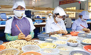 Ngành điều kêu cứu khẩn cấp