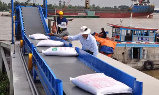Giá gạo Việt đang tăng vù vù bỗng dưng… bất động