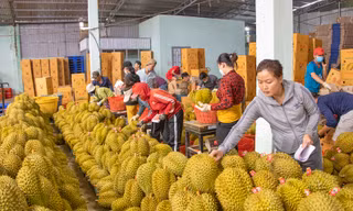 Sầu riêng rớt giá từ 200.000 đồng/kg xuống 50.000 đồng/kg