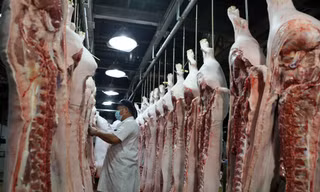 Giá lợn hơi lao dốc, đề nghị Bộ Nông nghiệp nghiên cứu xuất khẩu