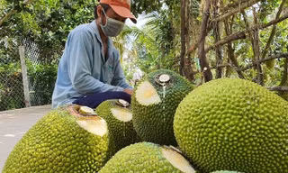 Sau thanh long, hàng chục nghìn tấn mít, bưởi, chuối cần tiêu thụ gấp