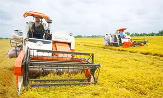 Đề án 1 triệu ha lúa chất lượng cao: Tránh để nông dân phải đi vay 'nóng'