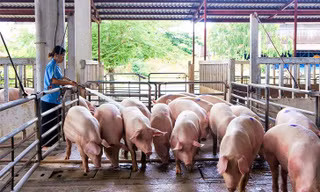 Giá lợn hơi tăng đồng loạt, tiến sát mốc 60.000 đồng/kg